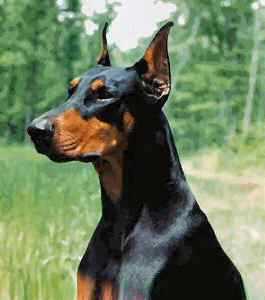 Visual del apartamento Adiestramiento-de-perros-Doberman-El-perro-a-su-izquierda