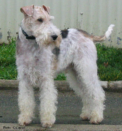 Fox Terrier à poil dur 2004janvier-dehors