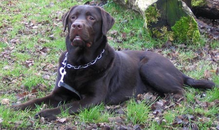 champion et rusty : mon labrador et bichon CC-asccUmaxdeTrevisacouche