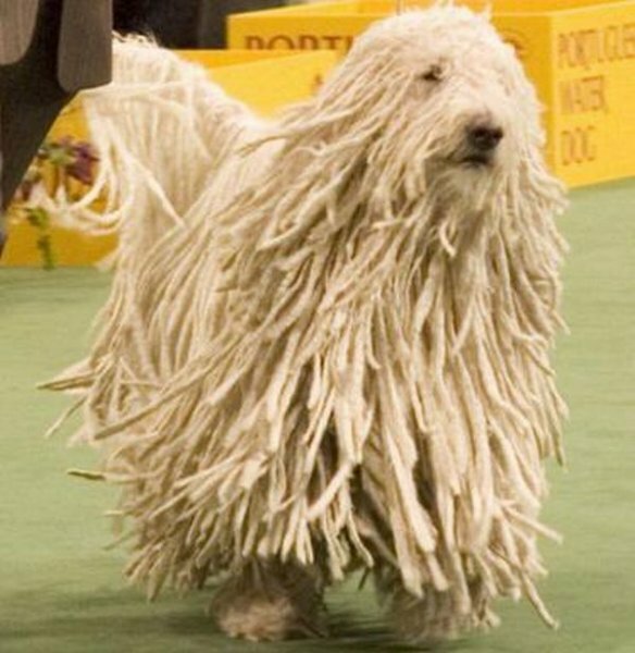 صور غريبة مرعبة جديدة صور حيوانات غريبة Komondor_dog