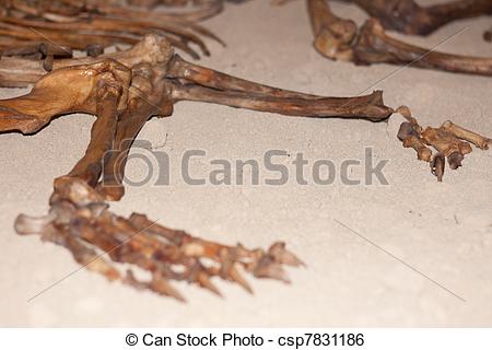 Bras, Bigfoot et squelette… Can-stock-photo_csp7831186