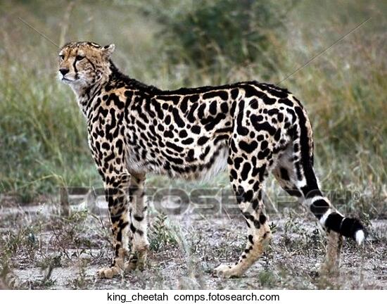 ==Spots and Stripes: Lost from the Wild== (MED CAT & DEPUTY POSITIONS OPEN!) King_cheetah