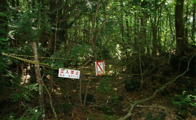 el bosque Aokigahara Aokigahara-3-385x235