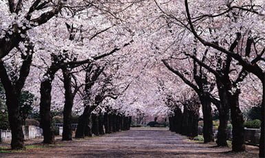 Microcuentos Sakura