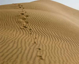 La Guarnicion del Norte Desierto