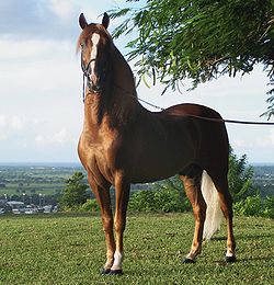 **My Wild Horses** 250px-Puerto_rican-Paso-Fino-Horse-chestnut