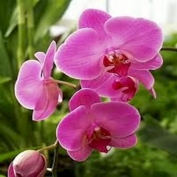  زهرة سايجون .. 1338761383-Fantasy-Orchids-3