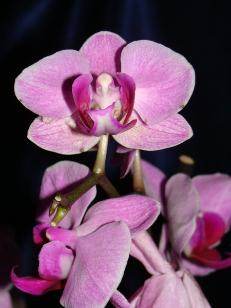 Наши орхидеи I-2800