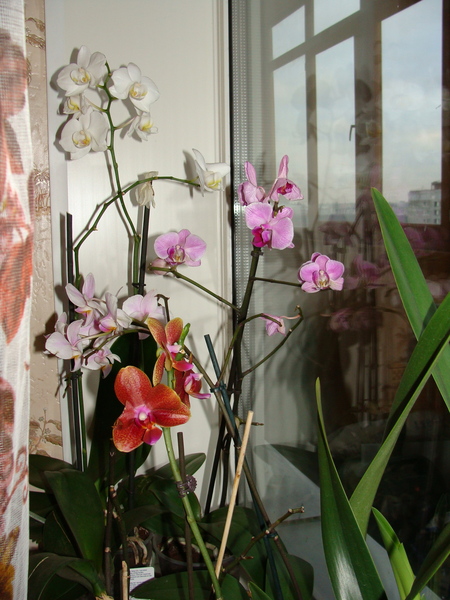 Наши орхидеи I-3118