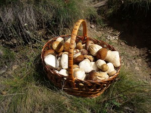 Les Saisons - Page 18 BasketPennyBuns-Mushrooms-PD-300x225