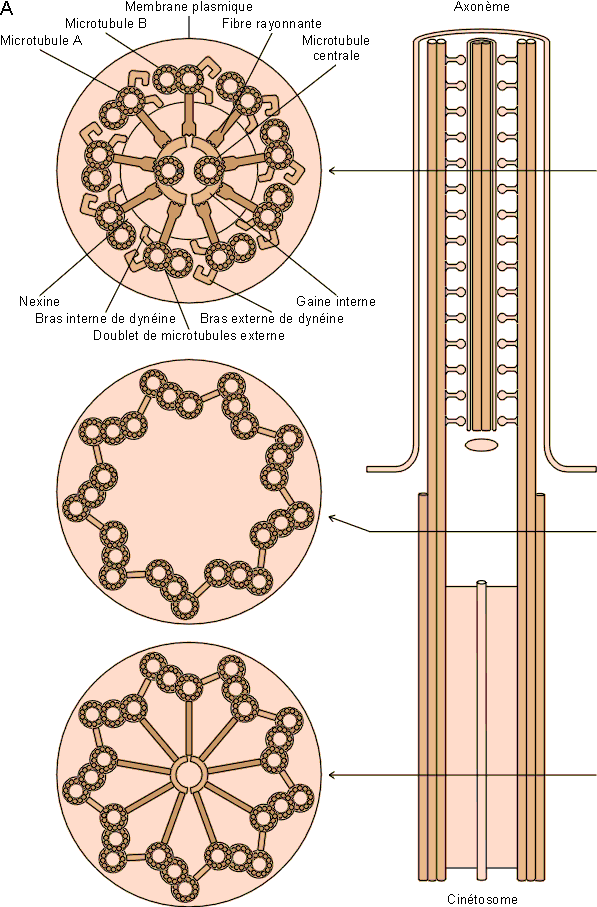 triplet / doublet F7_32a