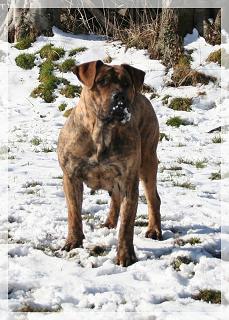 dogo canario: Chenoa ECDC X Eyghon ECDC> video Chenoa_modif