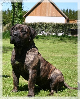 dogo canario: Chenoa ECDC X Eyghon ECDC> video Eyghonnew_modif