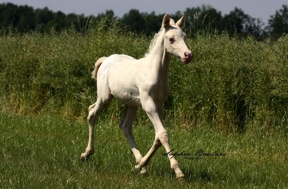 Crescendo de Corbion poulain pie crème dernier fils de Nadasy silver fame  376428-317474791677276-2041464945-n