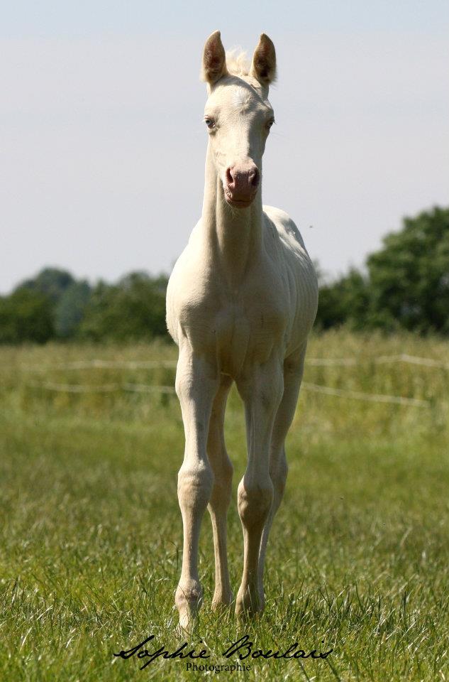 Crescendo de Corbion poulain pie crème dernier fils de Nadasy silver fame  487361-317474735010615-1645428197-n