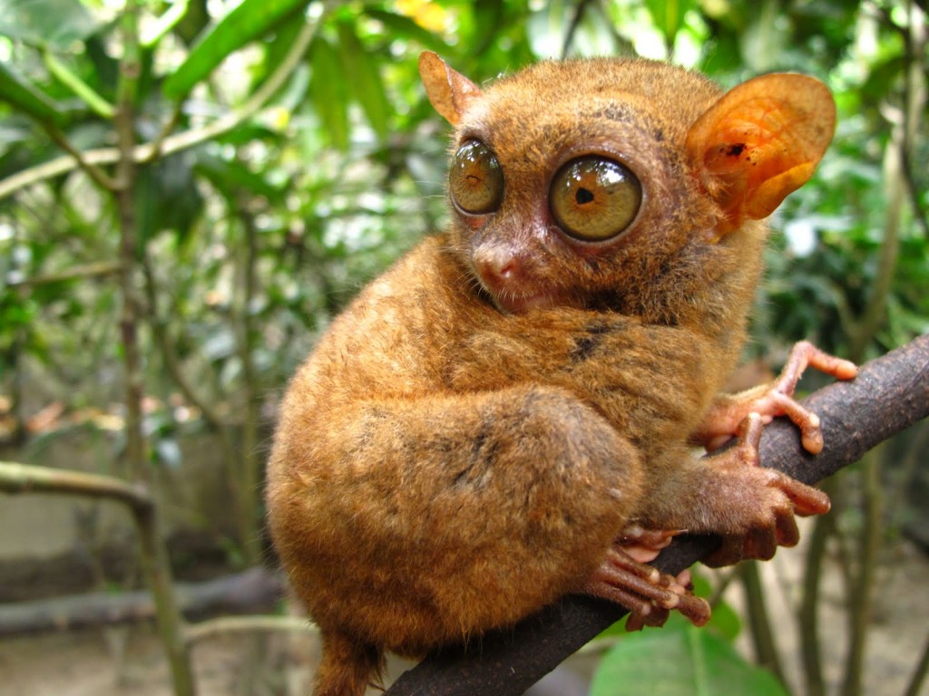 حيوانات منقرضة اكتشف أنها ليست كذلك Tarsier3-1024x768