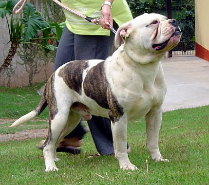 Adivina la raza ^^ - Página 4 1bulldog