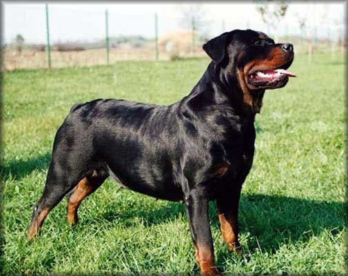 SÁBADO 1° DE OCTUBRE DE 2011 POR FAVOR DEJEN SUS MJES. DIARIOS AQUÍ. GRACIAS!!  - Página 3 Rottweiler