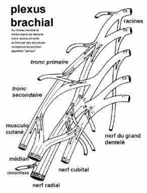 Le Système nerveux périphérique Image0011