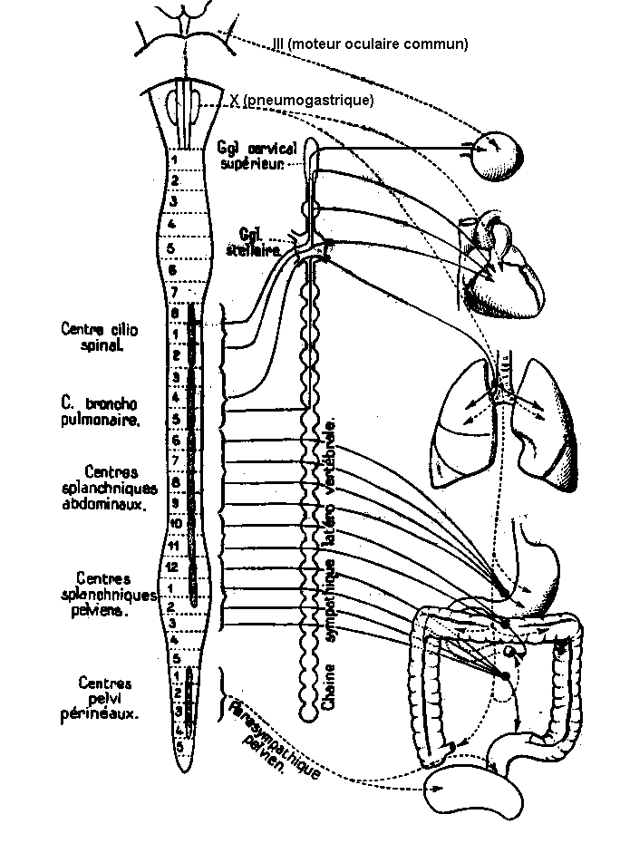 Le Système nerveux périphérique Image0051