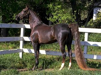 انواع الخيل AmericanSaddleHorse