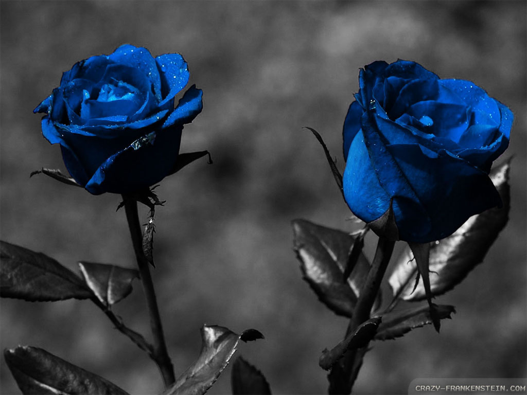 Cdo te me beje po te me kishe afer? - Faqe 21 Two-blue-roses-wallpapers-1024x768