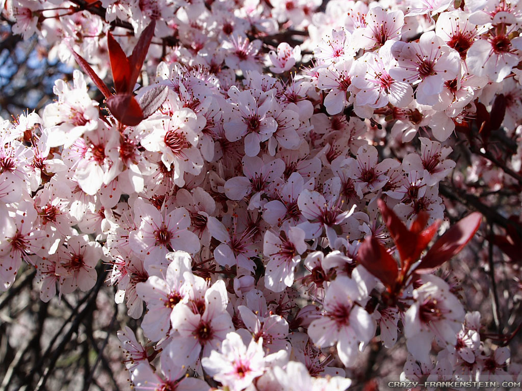 خلفيات  زهور Spring-bloom-plum-tree-wallpapers-1024x768