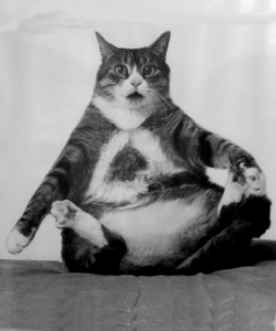 القطط الأكثر بدانة في العالم Fat-cat-sitting