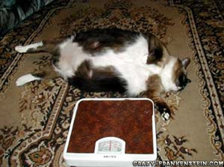القطط الأكثر بدانة في العالم Katy-fat-russian-cat
