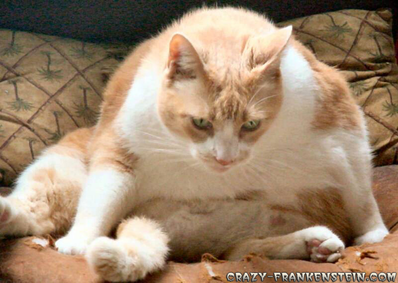 القطط الأكثر بدانة في العالم Orange-white-fat-cat