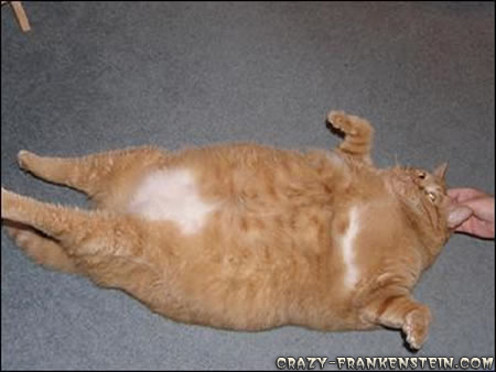 القطط الأكثر بدانة في العالم Slazy-fat-cat