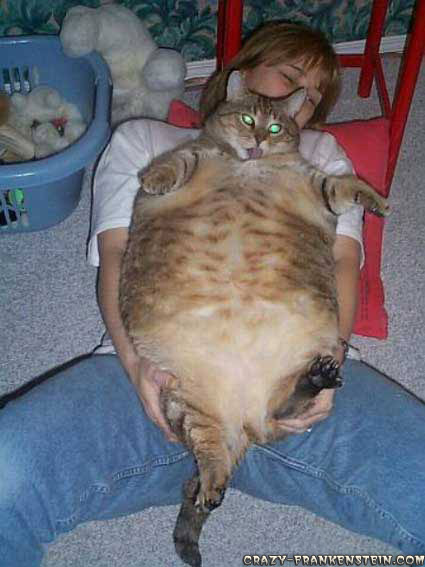 القطط الأكثر بدانة في العالم Very-fat-cat