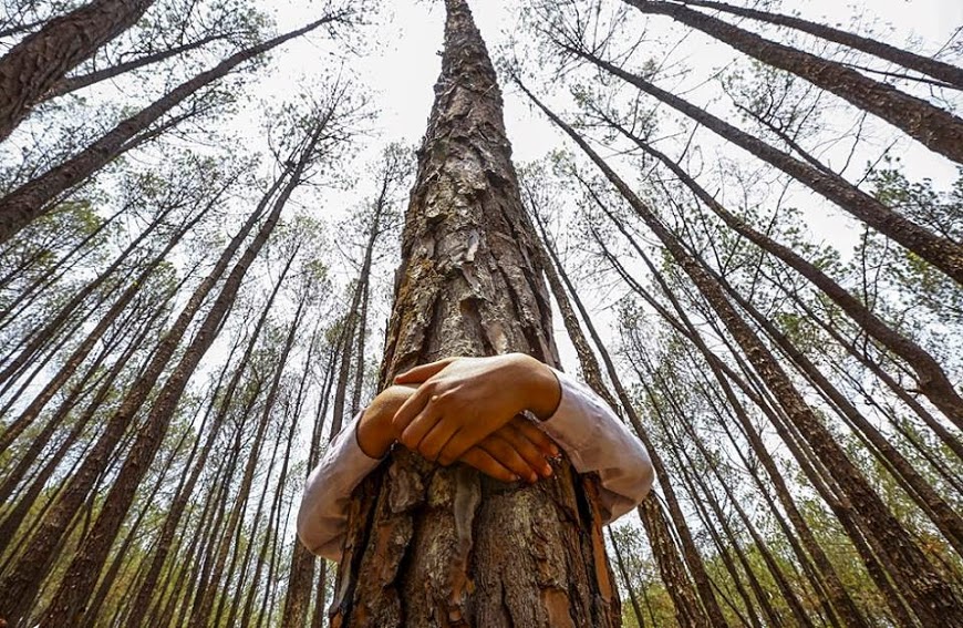 <<<Abrazando un árbol>>> Arbol1