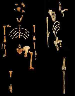 Los evolucionistas siguen usando al mono "Lucy" en sus estudios fraudulentos 7547lucy-bigman-skeleton-comparison