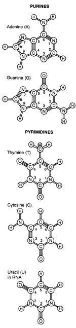 The RNA world, and the origins of life 7807molecular-structures-DNA