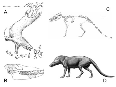 ¿Evolucionaron las ballenas? 7106pakicetus