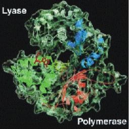 دراسات و ابحاث Polymerase