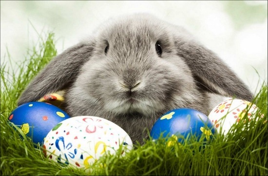 அழகான  Wallpapers  Easter-rabbit-in-grass_thumb