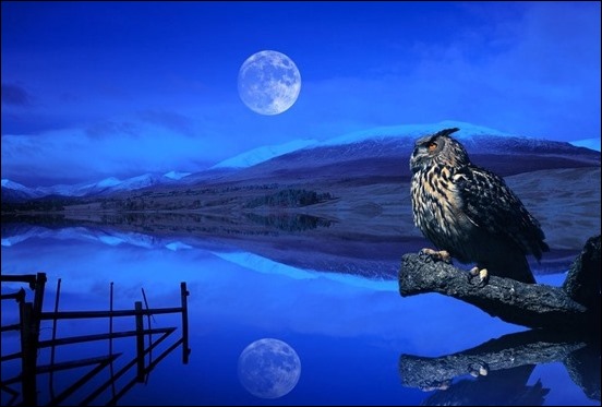 கண்னை கவரும் சந்திர உதயமும் மறைவும்  New-moon-eagle-owl