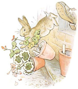 Peter Rabbit 5