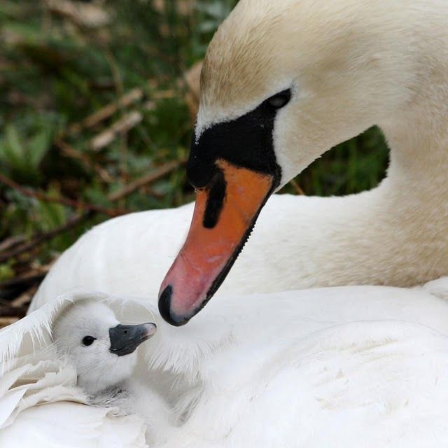 animaux - Tous les animaux(sauvages et domestiques) photos et textes.... 38714dee