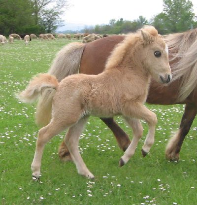 حديقة المنتدى - صفحة 38 Chevaux3