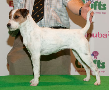 CRUFTS - 11/14 MARZO 2010 - Pagina 3 2010_PJR_BOB