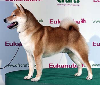 Crufts 2011 2011_JSI_BOB