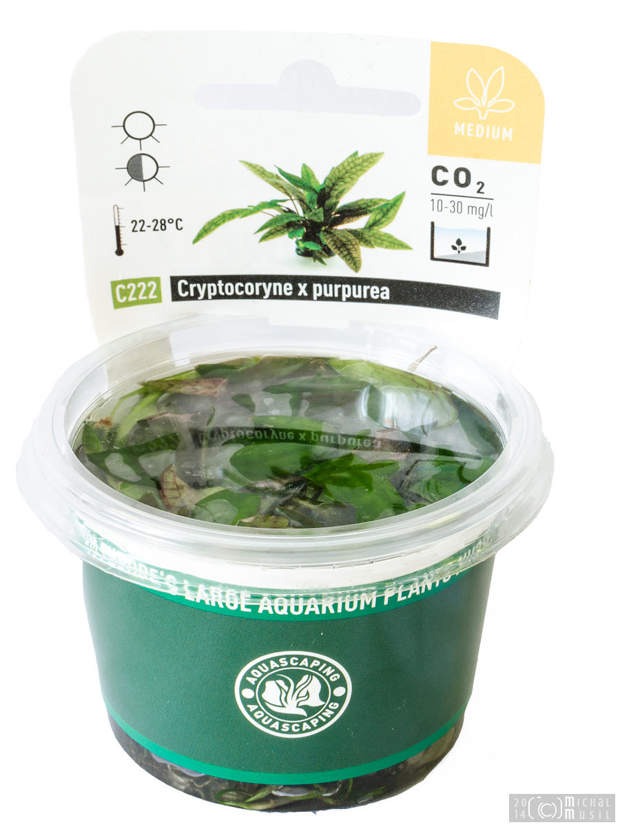 Le 54 litres des filles : perte des corys - Page 2 Cryptocoryne_x_purpurea_Dennerle_fresh_Sept_9_2014_DSC_8758