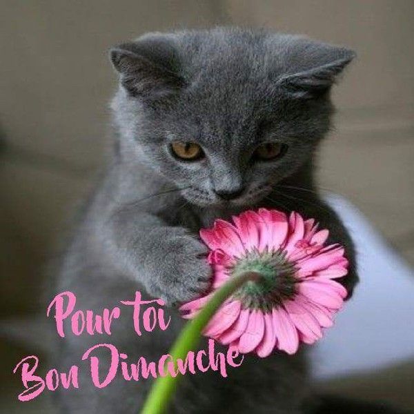 bonjour mes membres - Page 12 3e39d40f