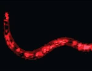 Britânicos criam 1º animal com informação artificial no código genético Verme-nematoide-modificado-geneticamente-1313093985104_300x230