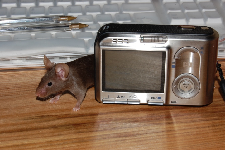 Deux fifilles sur le bureau ! DSC_0563