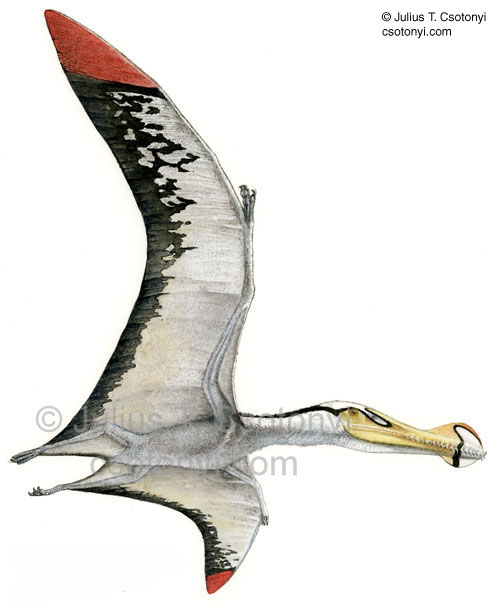 L'Ornithocheirus Ornithocheirus