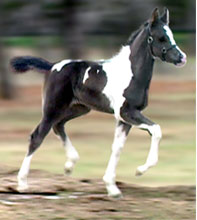 wild horses(pick and play) Velvet2wks1a